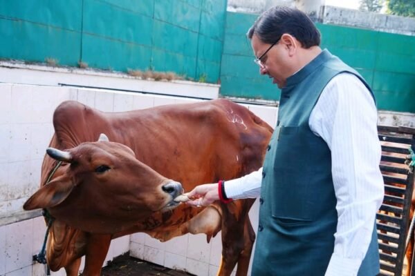 गोवर्धन पूजा पर मुख्यमंत्री धामी ने की गौ माता की पूजा-अर्चना