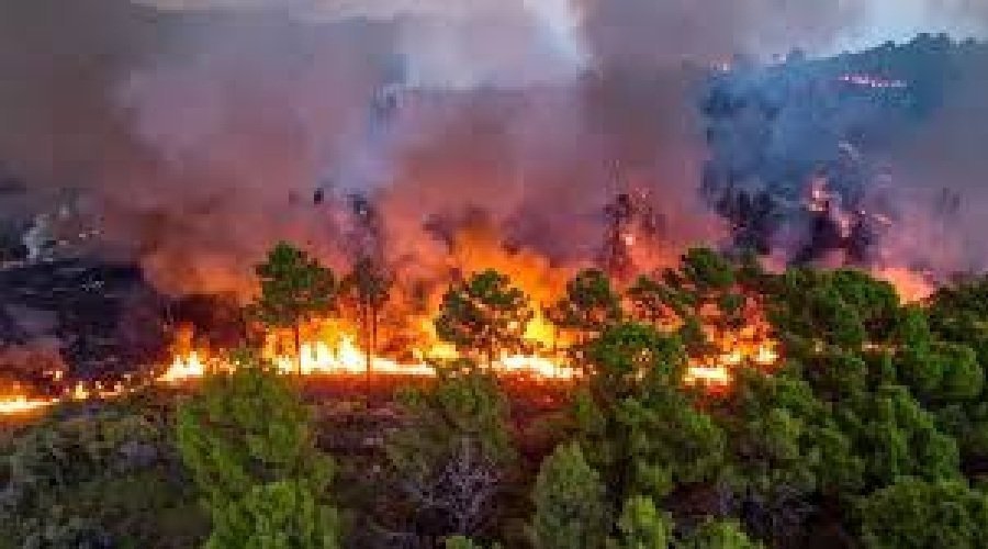 उत्तराखंड : जंगल की भीषण आग बस्ती और हाईवे तक पहुंची, गेस्ट हाउस से 70 यात्रियों को सुरक्षित निकाला गया